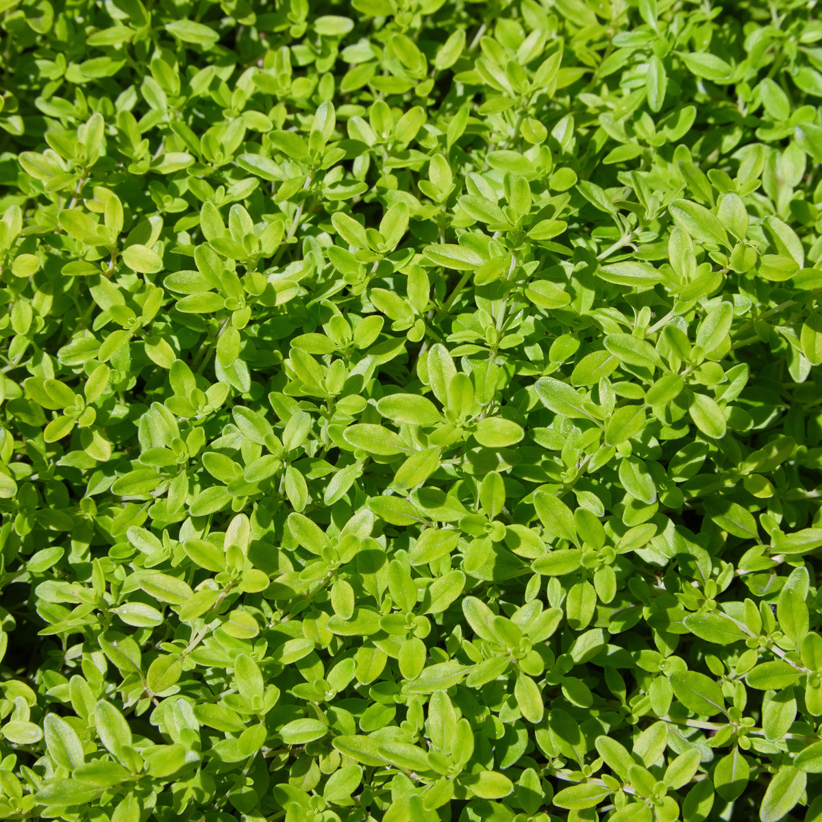 Thymus Vulgaris 'Common Thyme' Seeds