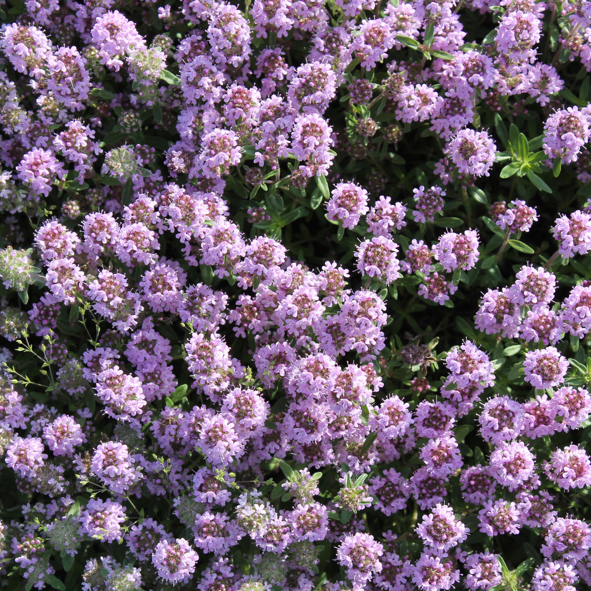 Thymus Vulgaris 'Common Thyme' Seeds