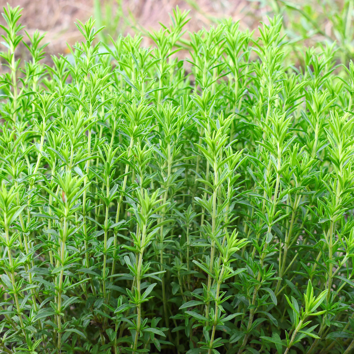 Thymus Vulgaris 'Common Thyme' Seeds