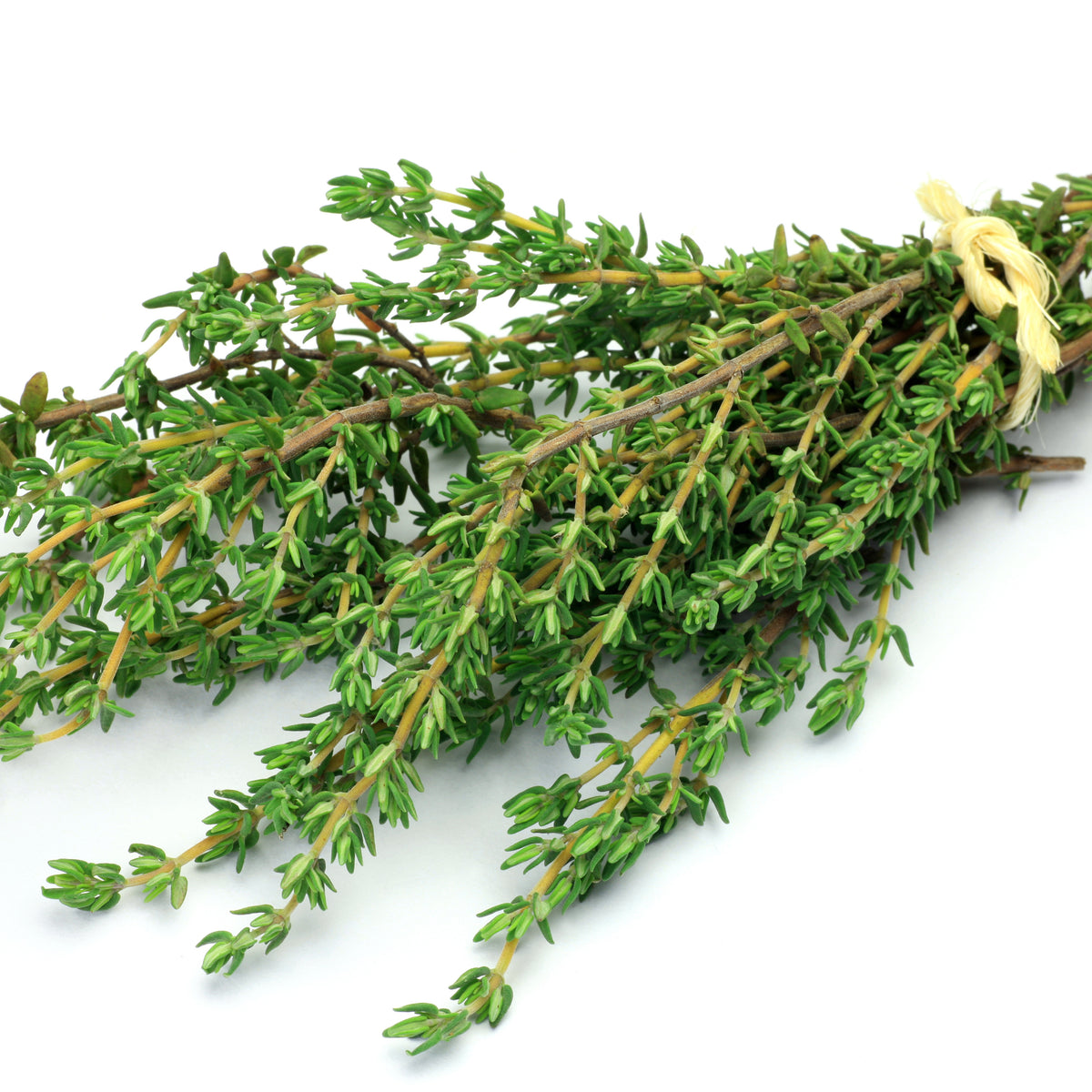 Thymus Vulgaris 'Common Thyme' Seeds