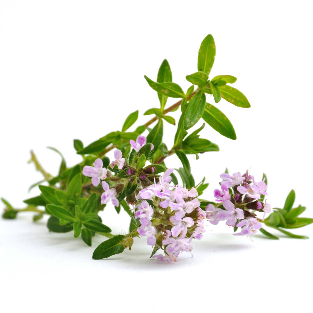 Thymus Vulgaris 'Common Thyme' Seeds