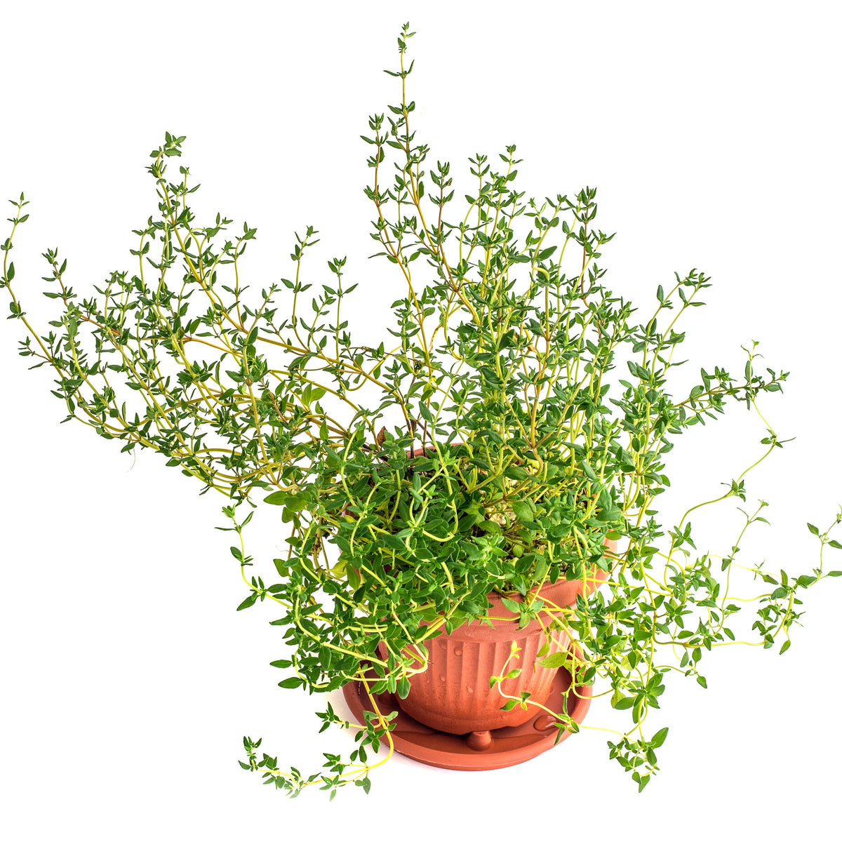 Thymus Vulgaris 'Common Thyme' Seeds
