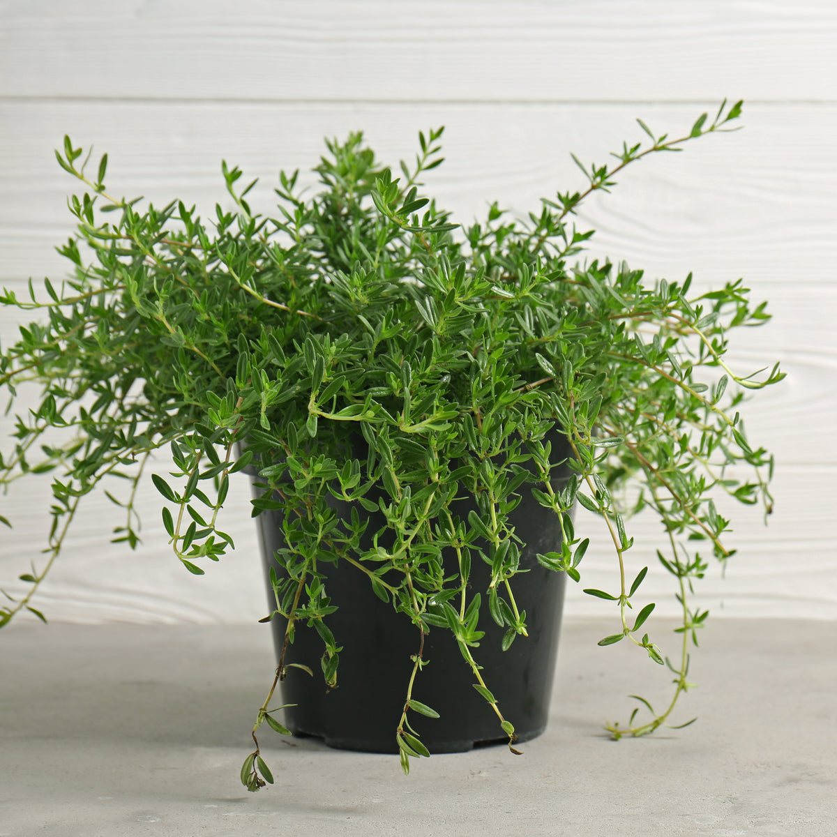 Thymus Vulgaris 'Common Thyme' Seeds