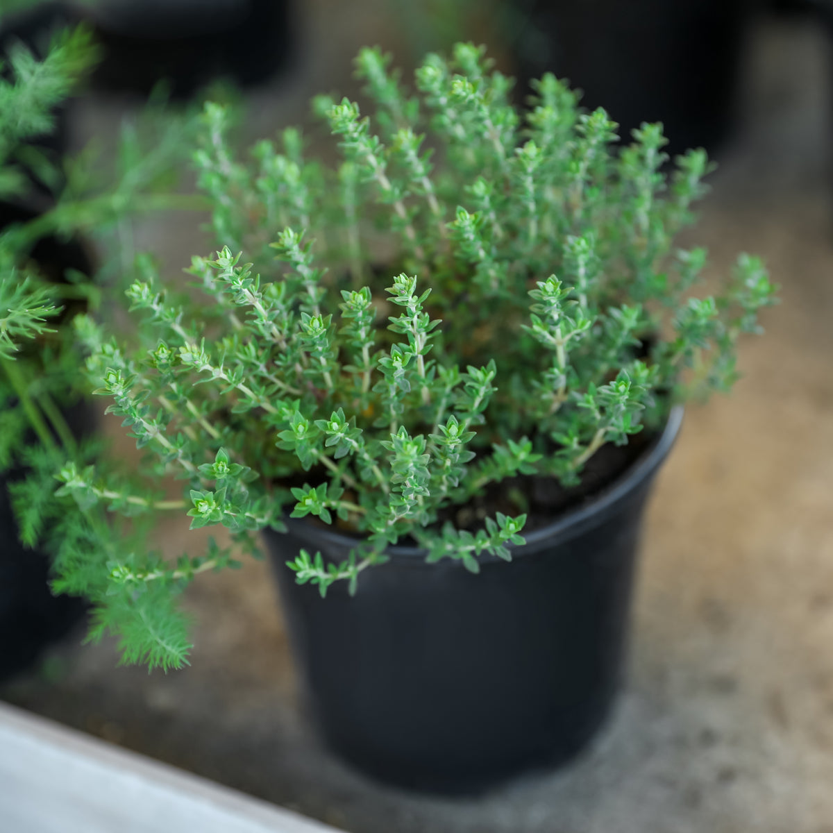 Thymus Vulgaris 'Common Thyme' Seeds