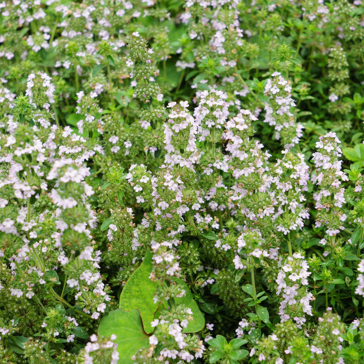 Thymus Vulgaris 'Common Thyme' Seeds
