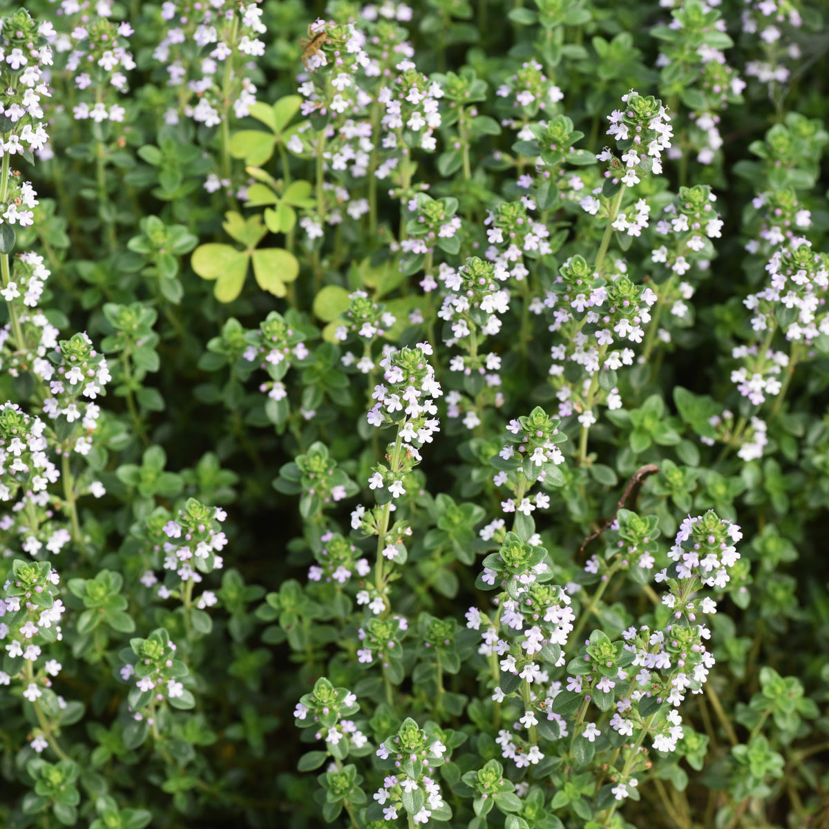 Thymus Vulgaris 'Common Thyme' Seeds