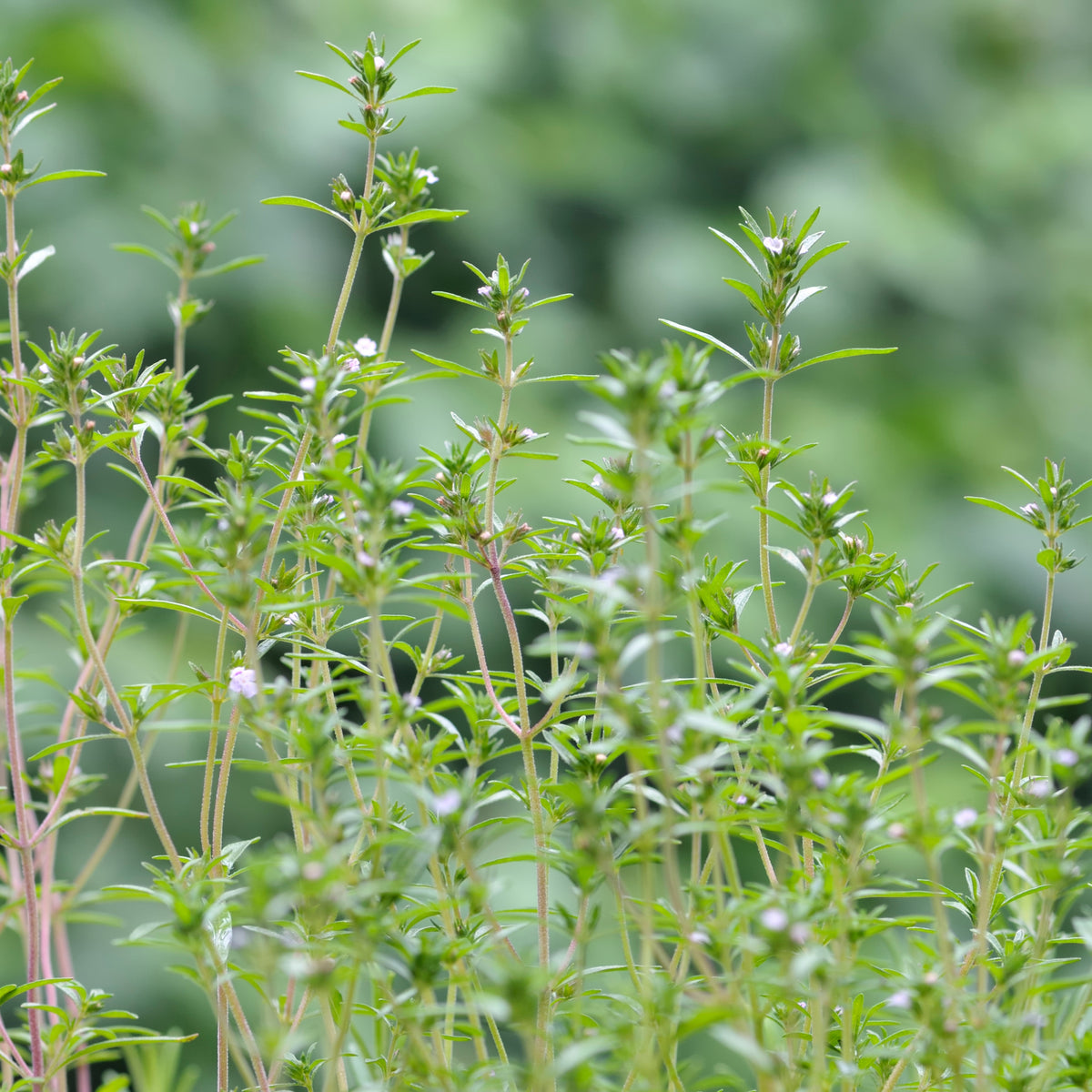 Thymus Vulgaris 'Common Thyme' Seeds