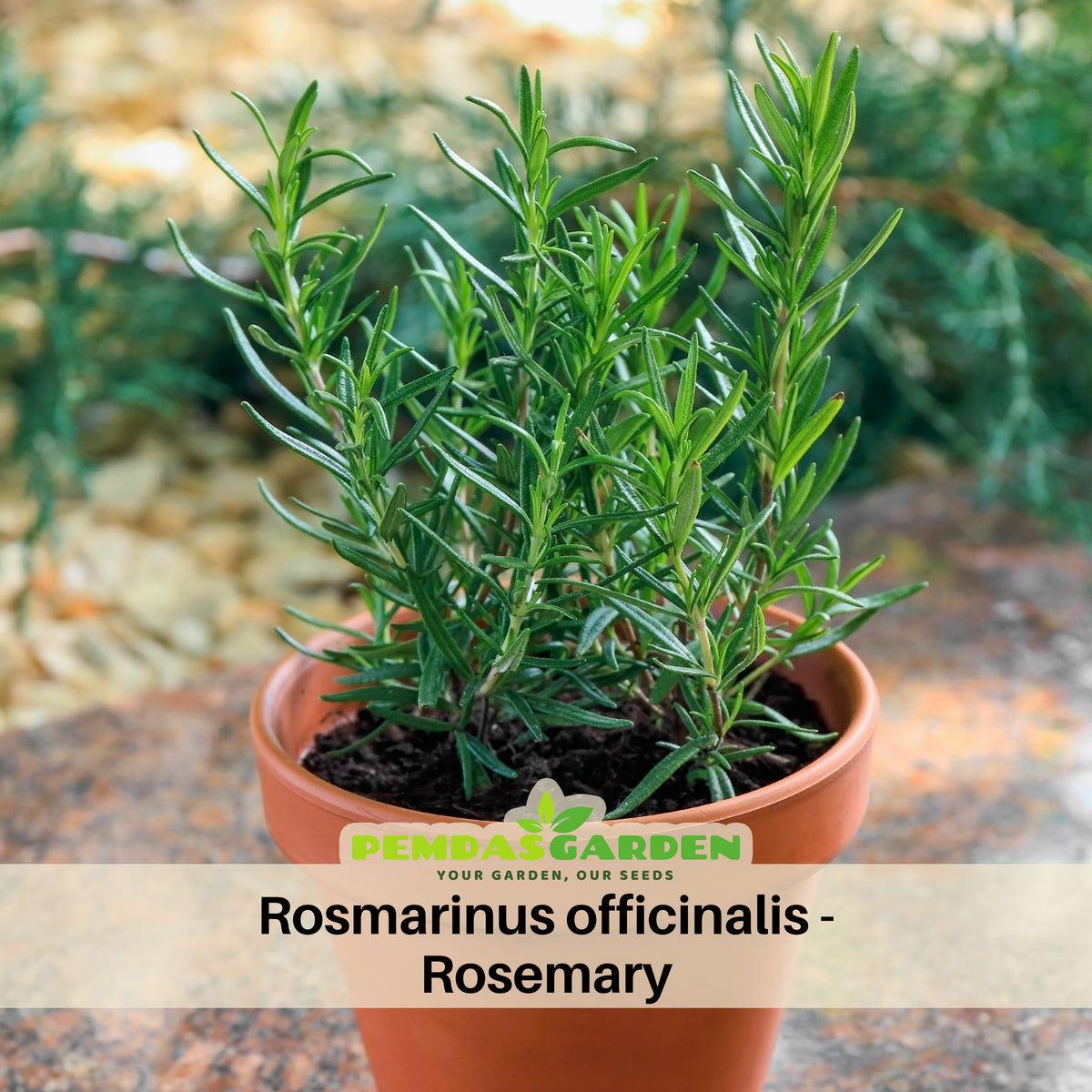 Rosmarinus Officinalis Seeds - Rosemary (Silvia Rosmarinus)