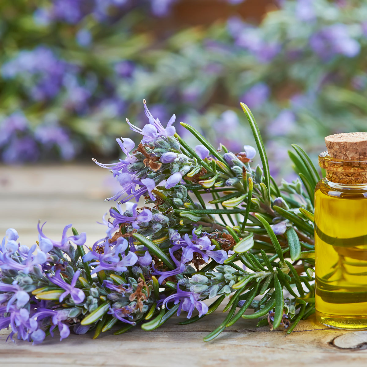 Rosmarinus Officinalis Seeds - Rosemary (Silvia Rosmarinus)