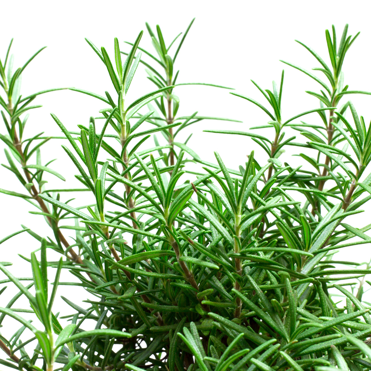 Rosmarinus Officinalis Seeds - Rosemary (Silvia Rosmarinus)