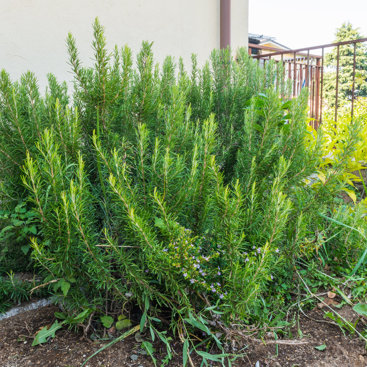 Rosmarinus Officinalis Seeds - Rosemary (Silvia Rosmarinus)
