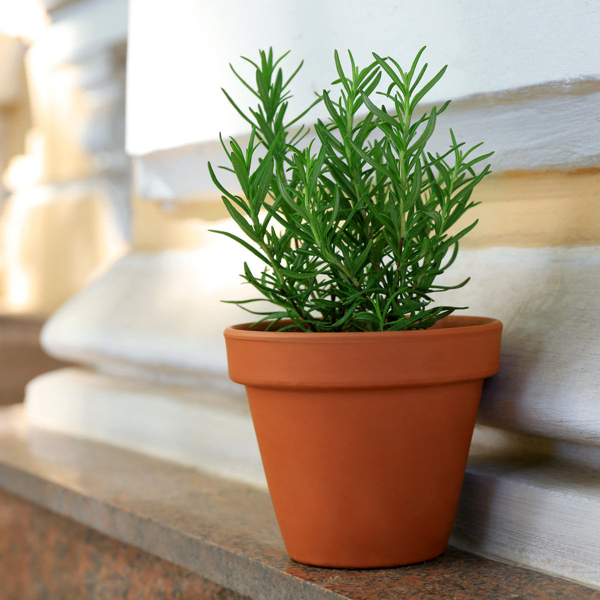 Rosmarinus Officinalis Seeds - Rosemary (Silvia Rosmarinus)
