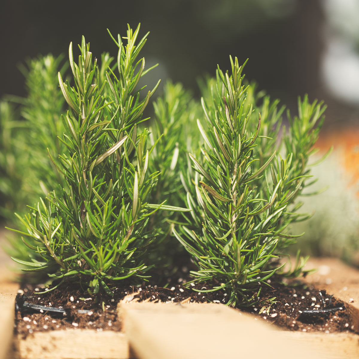 Rosmarinus Officinalis Seeds - Rosemary (Silvia Rosmarinus)