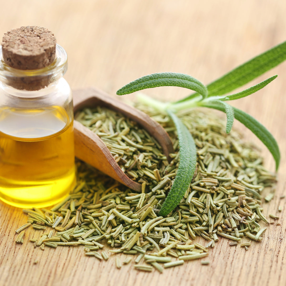 Rosmarinus Officinalis Seeds - Rosemary (Silvia Rosmarinus)