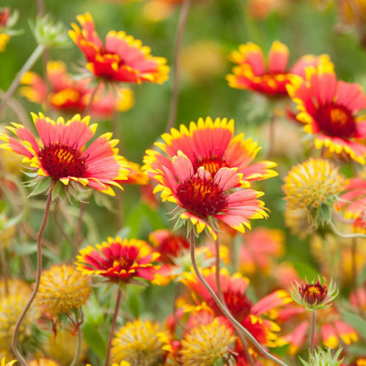 Gaillardia Pulchella 'Indian Blanket Seeds - Blanket Flower, 20 seeds