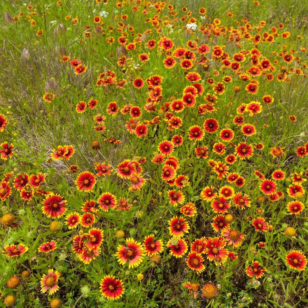20s| Gaillardia pulchella 'Indian Blanket  Seeds– Blanket Flower – Heirloom, Non-GMO, Vibrant Red, Easy to Grow, Drought-Tolerant Perennial, Perfect for Pollinator Gardens, Borders, Cut Flowers, and Wildflower Meadows#8067