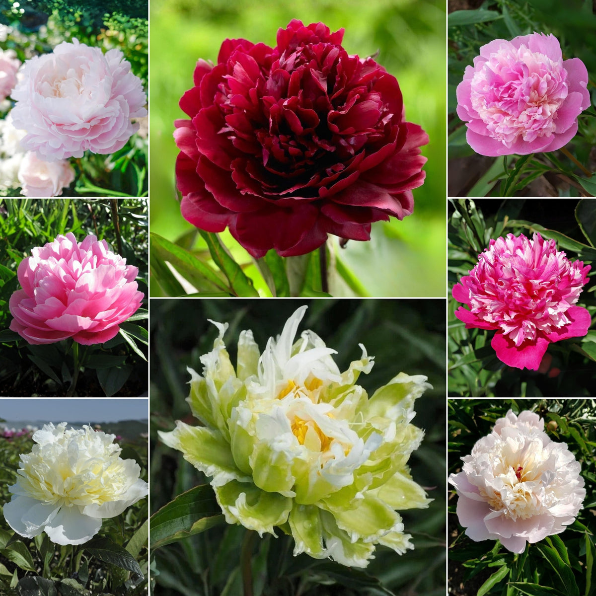 Multi Colour Mix Peony Seeds - Chinese Peony, Double Blooms, 10+ seeds