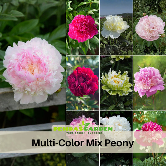 Multi Colour Mix Peony Seeds - Chinese Peony, Double Blooms, 10+ seeds