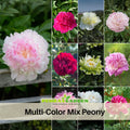 10+ Rare Seeds| Muti Colour Mix Peony Seeds (Paeonia, Chinese Peony) – Double Blooms, Vibrant Garden Blooms, Romantic Perennial Blooms for Cottage Garden, Fragrant Cut Flowers, Easy to Grow#B000