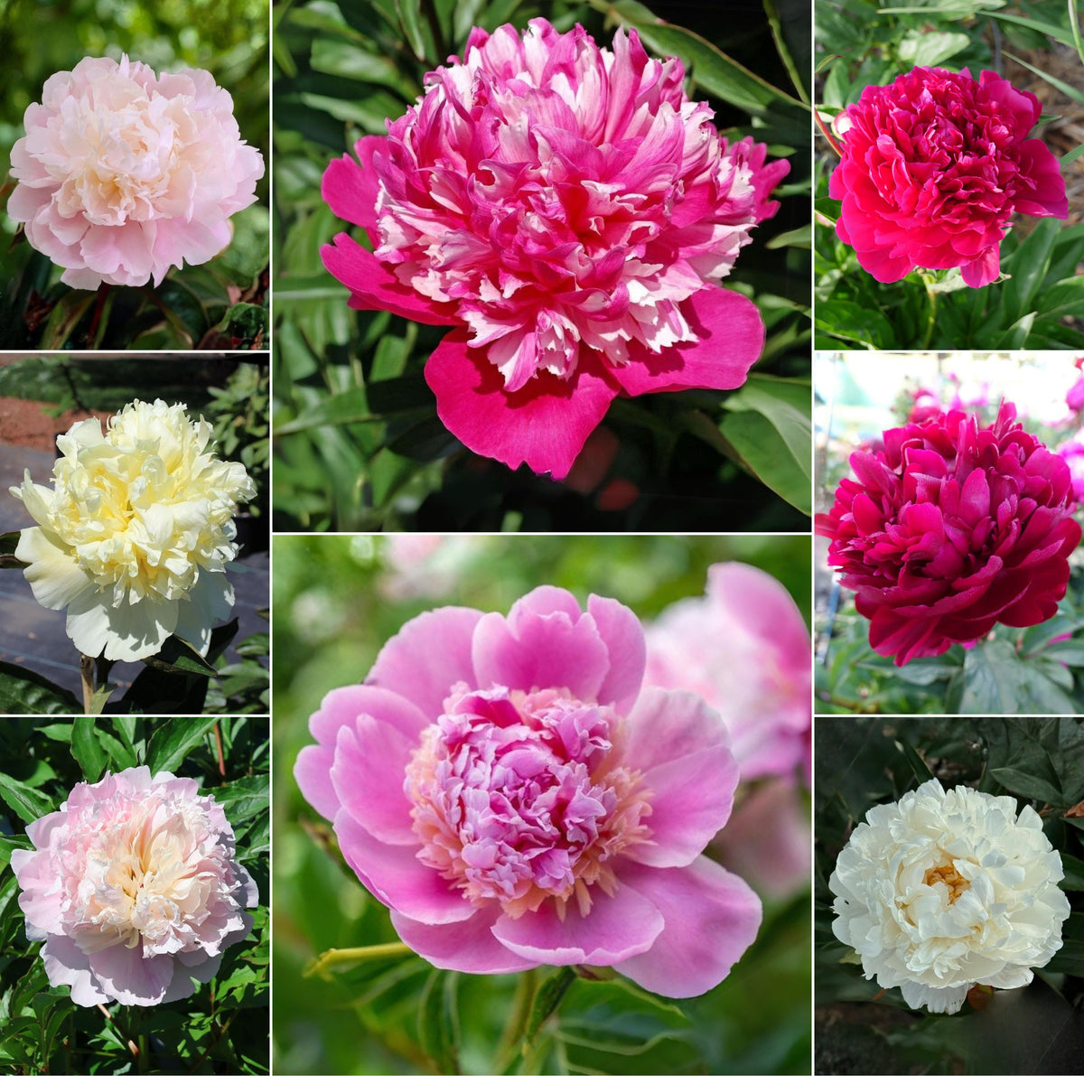 Multi Colour Mix Peony Seeds - Chinese Peony, Double Blooms, 10+ seeds