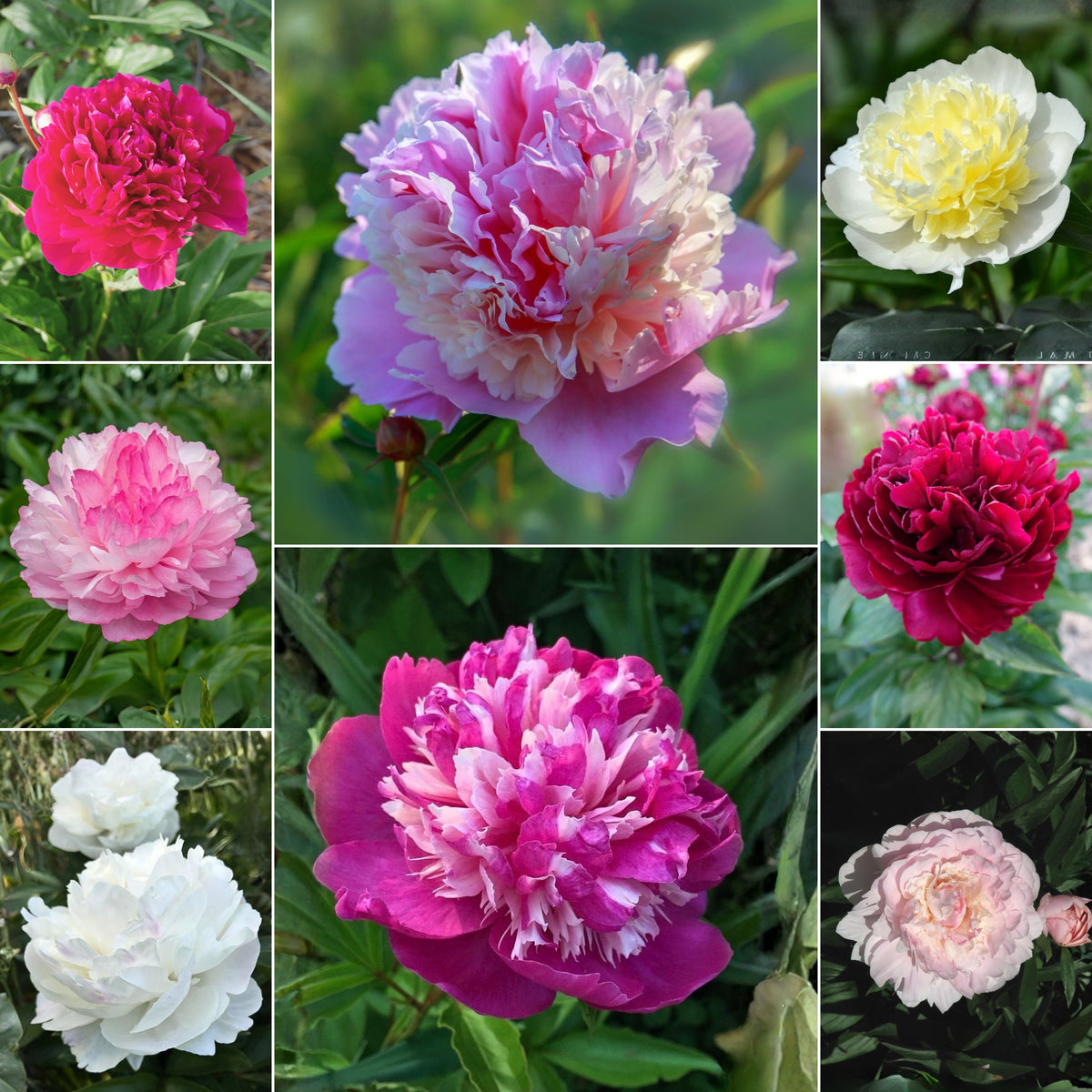 Multi Colour Mix Peony Seeds - Chinese Peony, Double Blooms, 10+ seeds