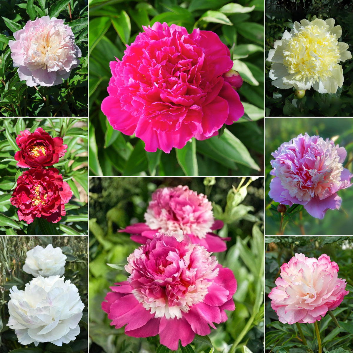 Multi Colour Mix Peony Seeds - Chinese Peony, Double Blooms, 10+ seeds