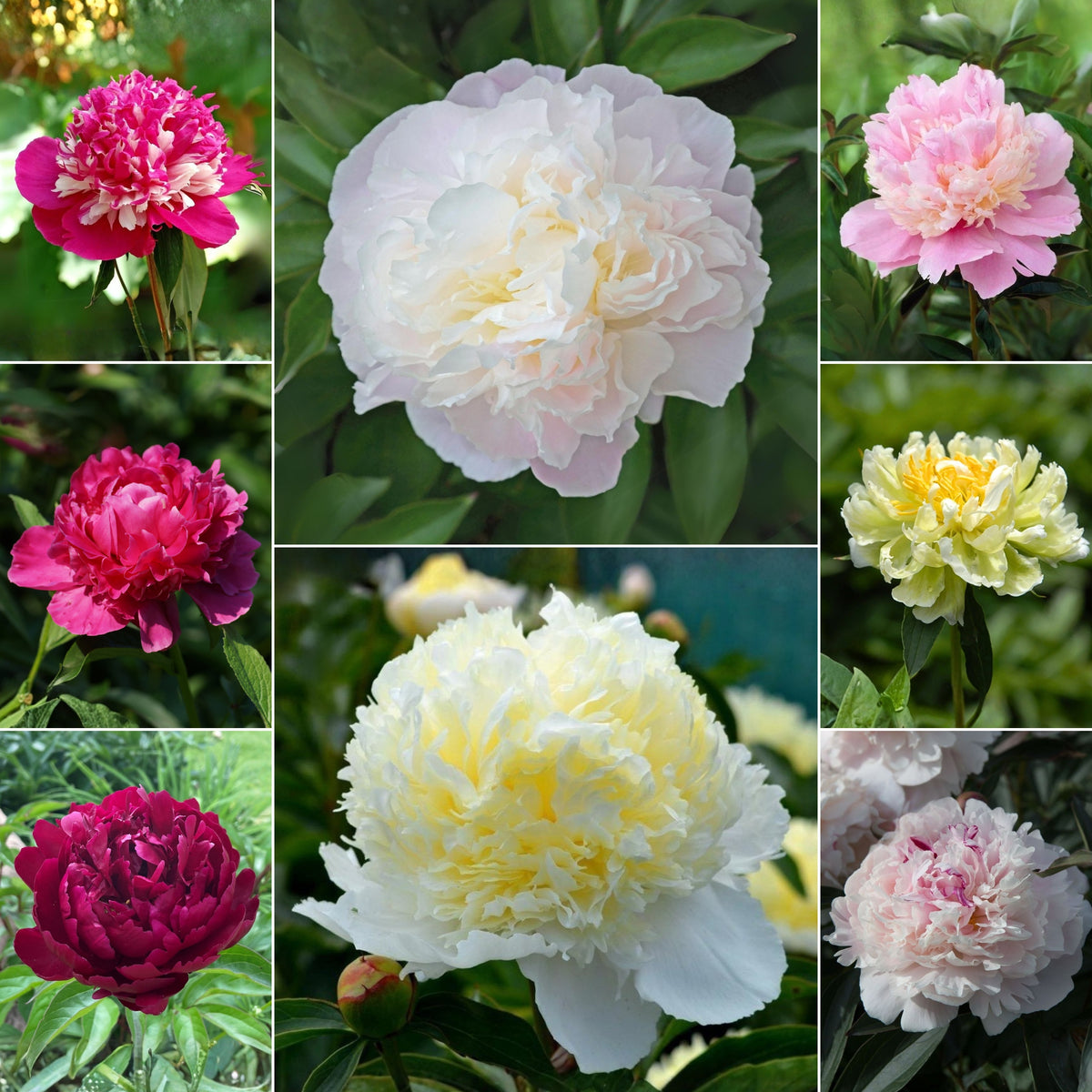 Multi Colour Mix Peony Seeds - Chinese Peony, Double Blooms, 10+ seeds
