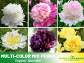 10+ Rare Seeds| Muti Colour Mix Peony Seeds (Paeonia, Chinese Peony) – Double Blooms, Vibrant Garden Blooms, Romantic Perennial Blooms for Cottage Garden, Fragrant Cut Flowers, Easy to Grow#B000