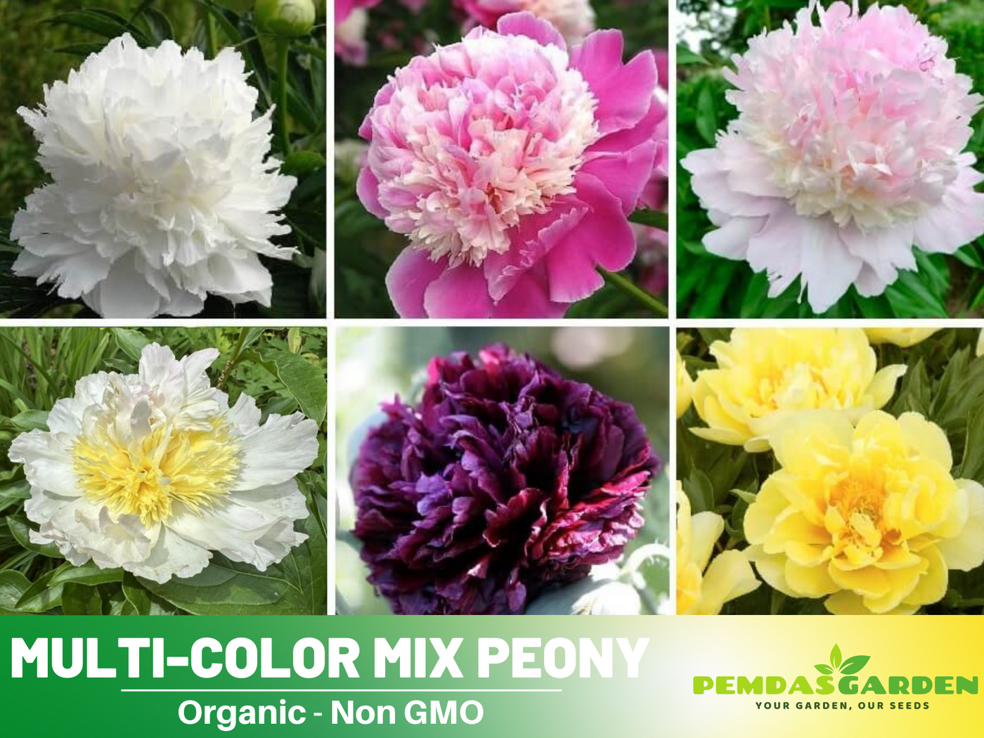 perennial cottage garden seeds 10+ Rare Seeds| Muti Colour Mix Peony Seeds (Paeonia, Chinese Peony) – Double Blooms, Vibrant Garden Blooms, Romantic Perennial Blooms for Cottage