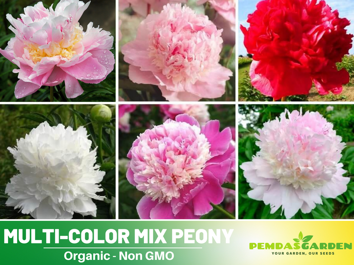 10+ Rare Seeds| Muti Colour Mix Peony Seeds #B000