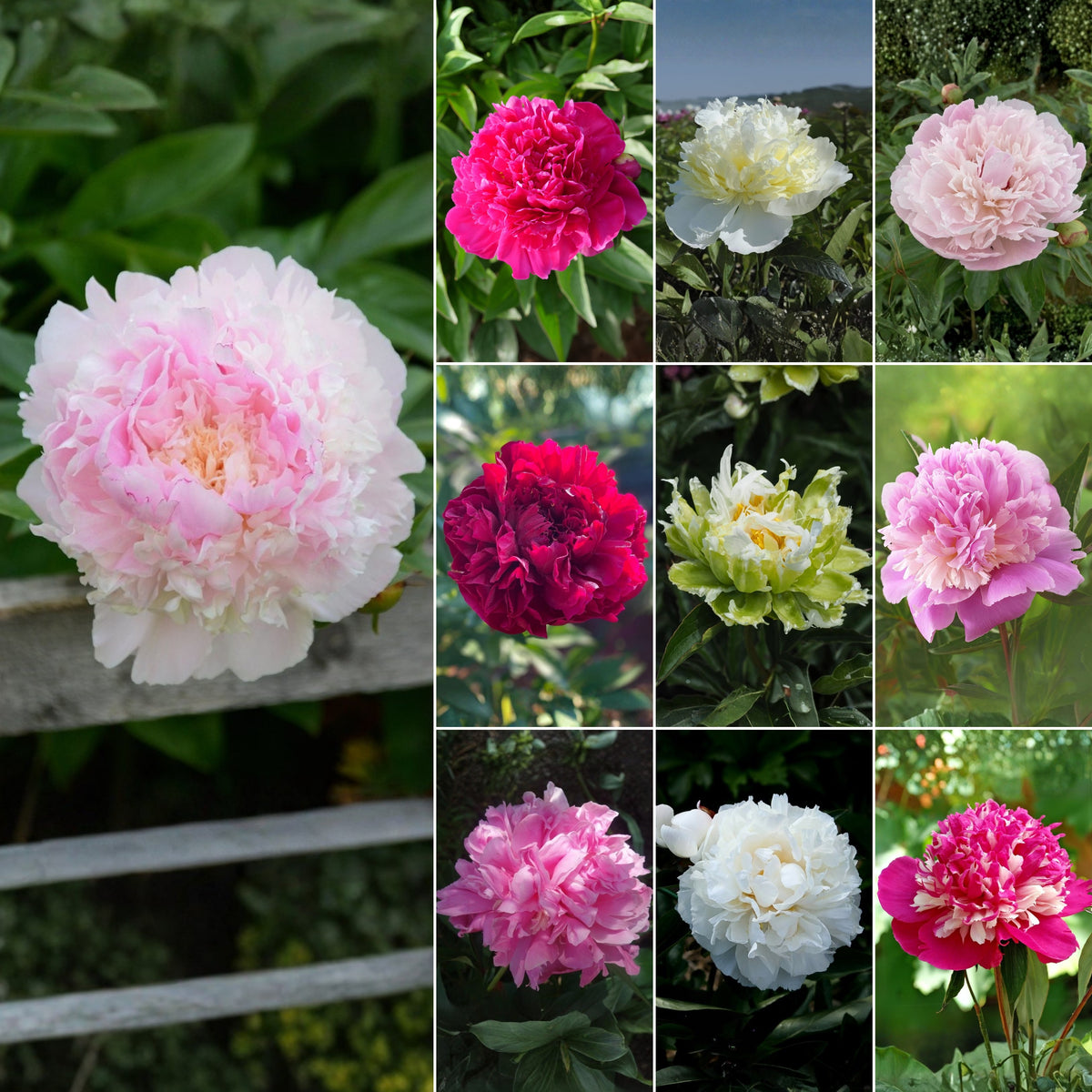Multi Colour Mix Peony Seeds - Chinese Peony, Double Blooms, 10+ seeds