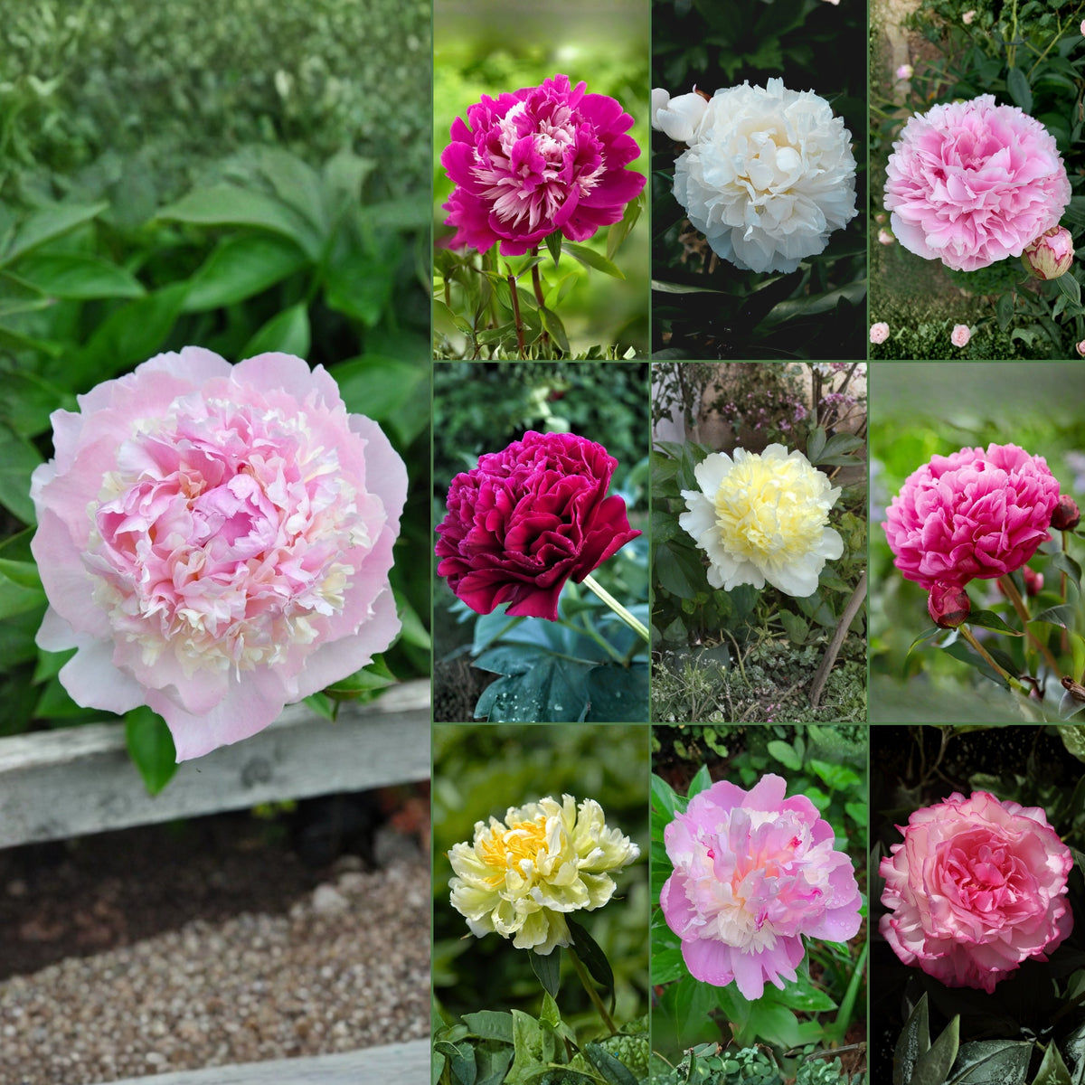 Multi Colour Mix Peony Seeds - Chinese Peony, Double Blooms, 10+ seeds