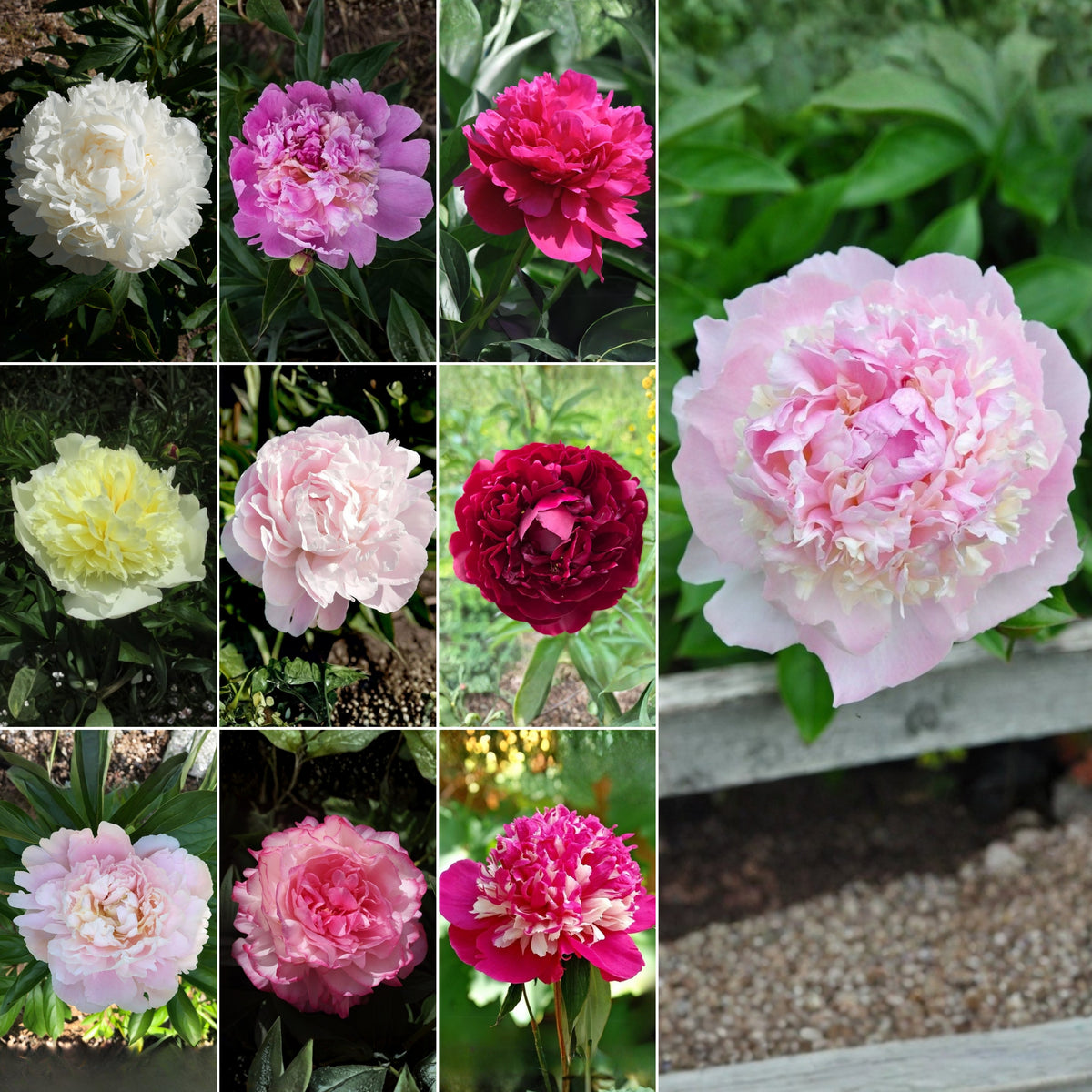 Multi Colour Mix Peony Seeds - Chinese Peony, Double Blooms, 10+ seeds