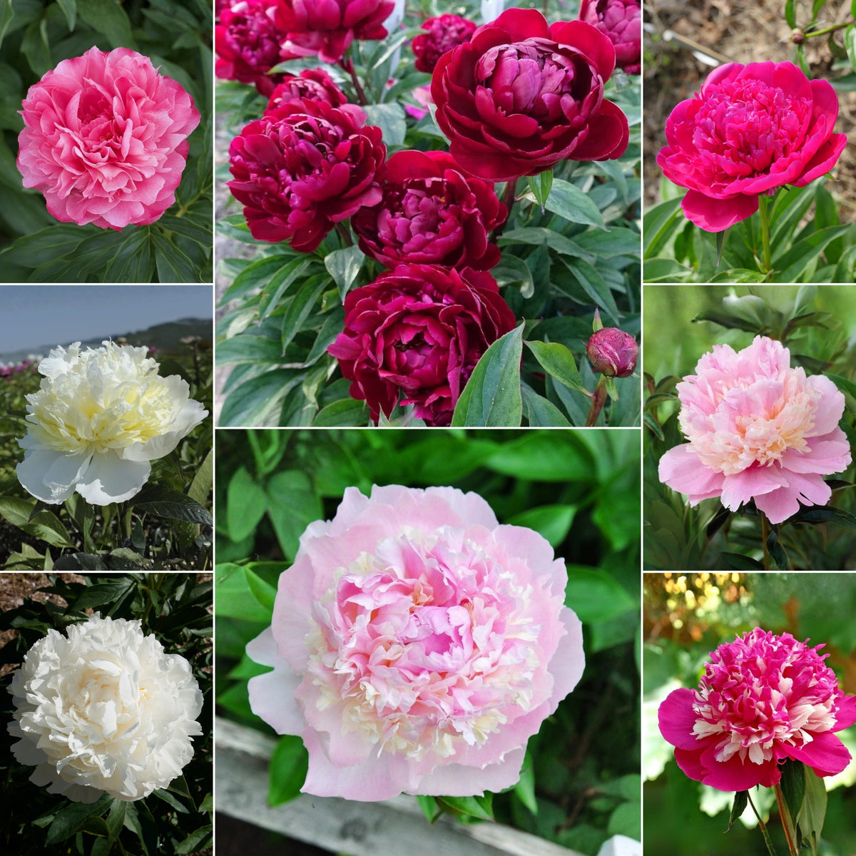 Multi Colour Mix Peony Seeds - Chinese Peony, Double Blooms, 10+ seeds