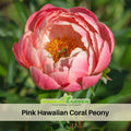 10+ Rare Seeds| Pink Hawaiian Coral Peony Seeds (Paeonia, Chinese Peony) – Heirloom Perennial Flower Seeds for Colorful Garden Blooms, Ornamental Landscaping & Cut Flowers # B001