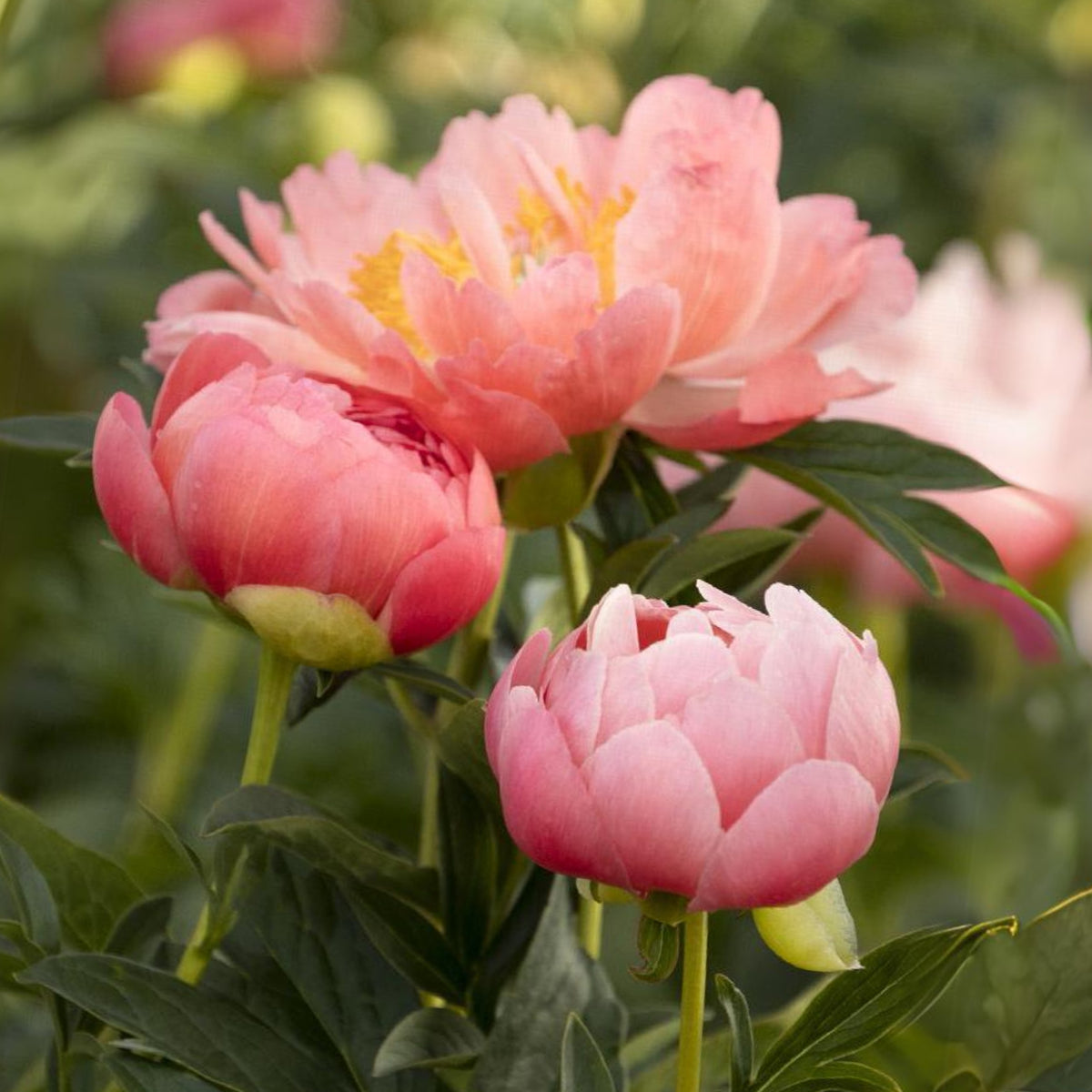 Pink Hawaiian Coral Peony Seeds - Chinese Peony, 10+ seeds