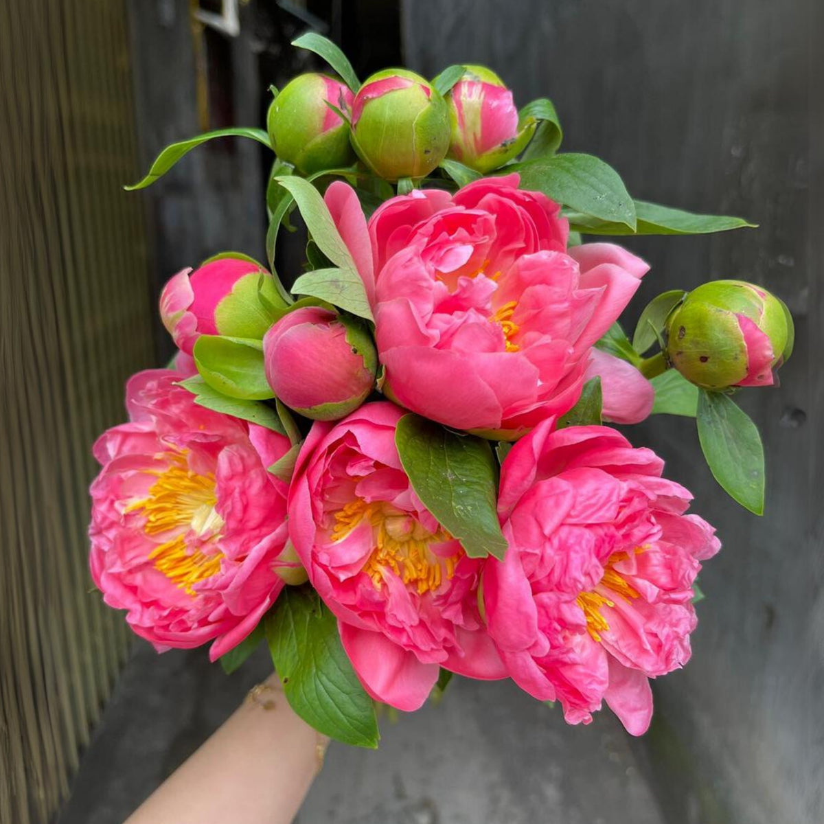 Pink Hawaiian Coral Peony Seeds - Chinese Peony, 10+ seeds
