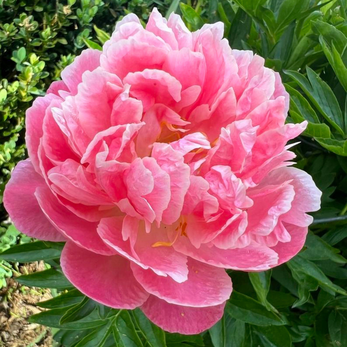Pink Hawaiian Coral Peony Seeds - Chinese Peony, 10+ seeds