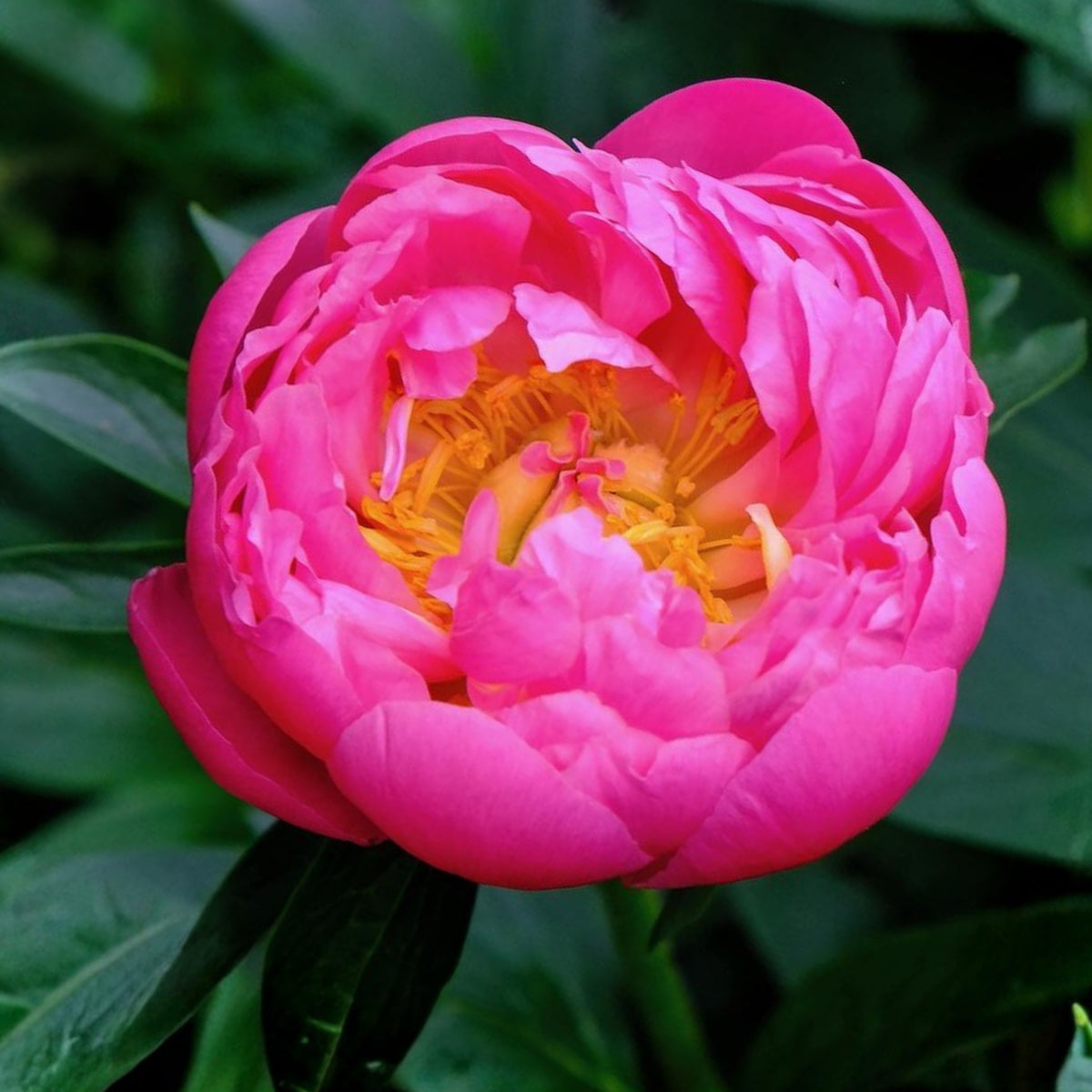 Pink Hawaiian Coral Peony Seeds - Chinese Peony, 10+ seeds