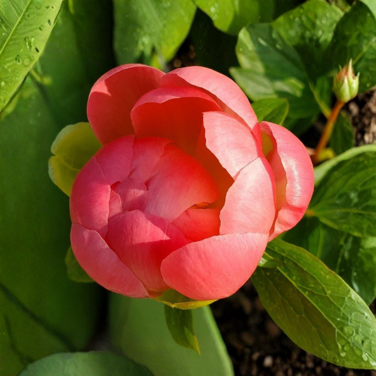 Pink Hawaiian Coral Peony Seeds - Chinese Peony, 10+ seeds