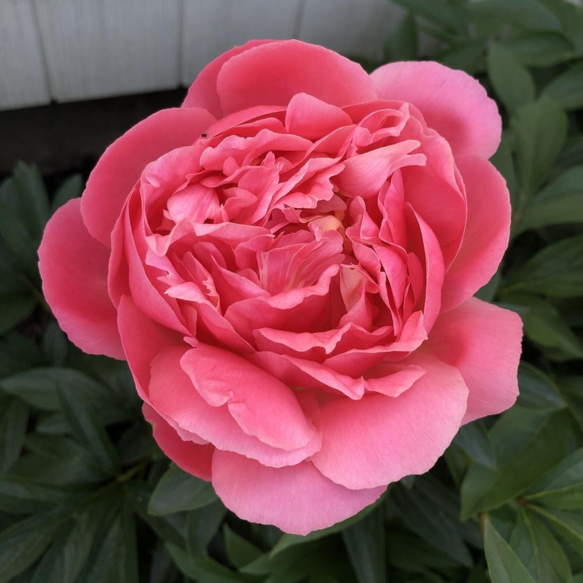 Pink Hawaiian Coral Peony Seeds - Chinese Peony, 10+ seeds