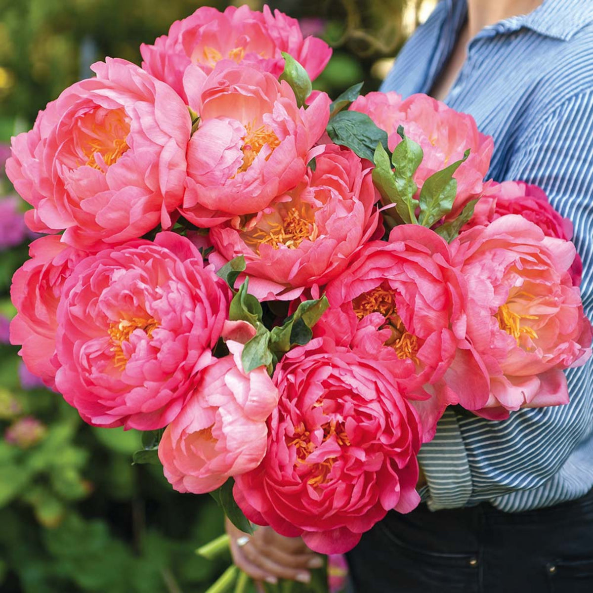 Pink Hawaiian Coral Peony Seeds - Chinese Peony, 10+ seeds