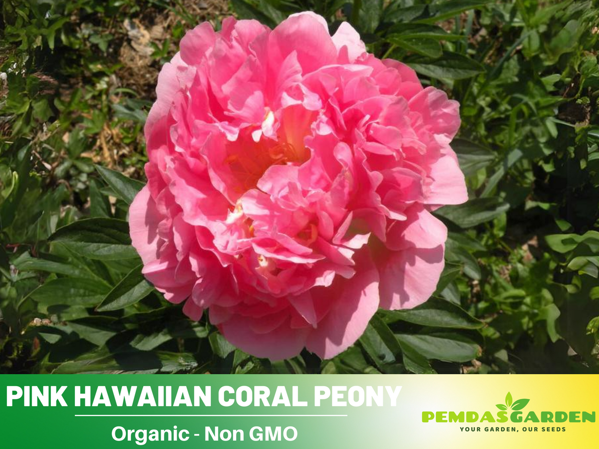 peony flower seeds for sale 10+ Rare Seeds| Pink Hawaiian Coral Peony Seeds (Paeonia, Chinese Peony) – Heirloom Perennial Flower Seeds for Colorful Garden Blooms, Ornamental