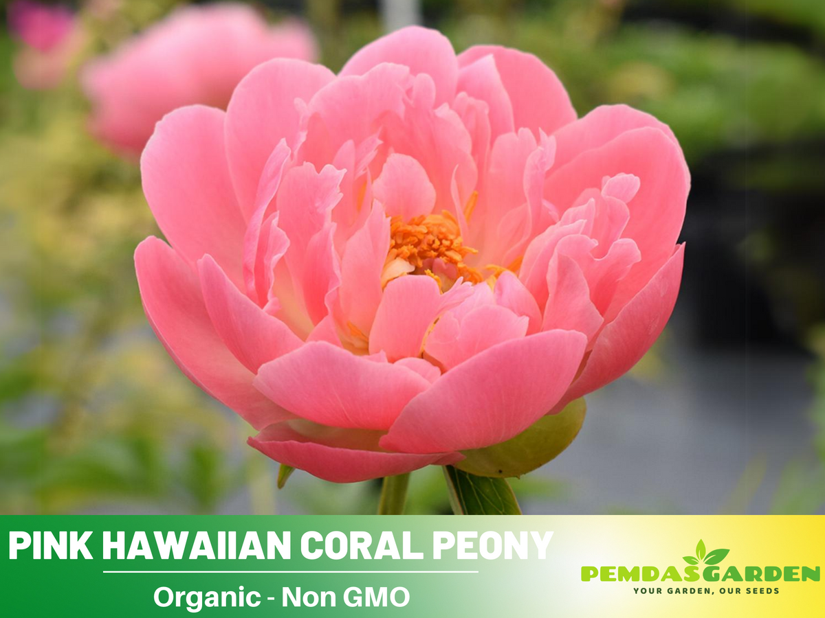 10+ Rare Seeds| Pink Hawaiian Coral Peony # B001 [BUY 3 GET 1 FREE]