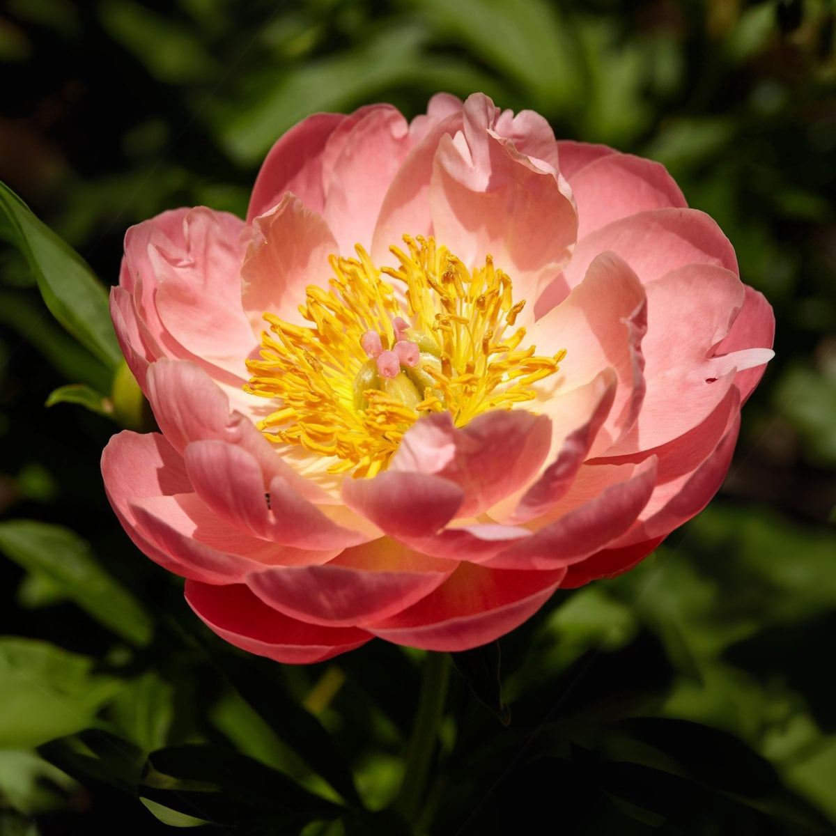 Pink Hawaiian Coral Peony Seeds - Chinese Peony, 10+ seeds
