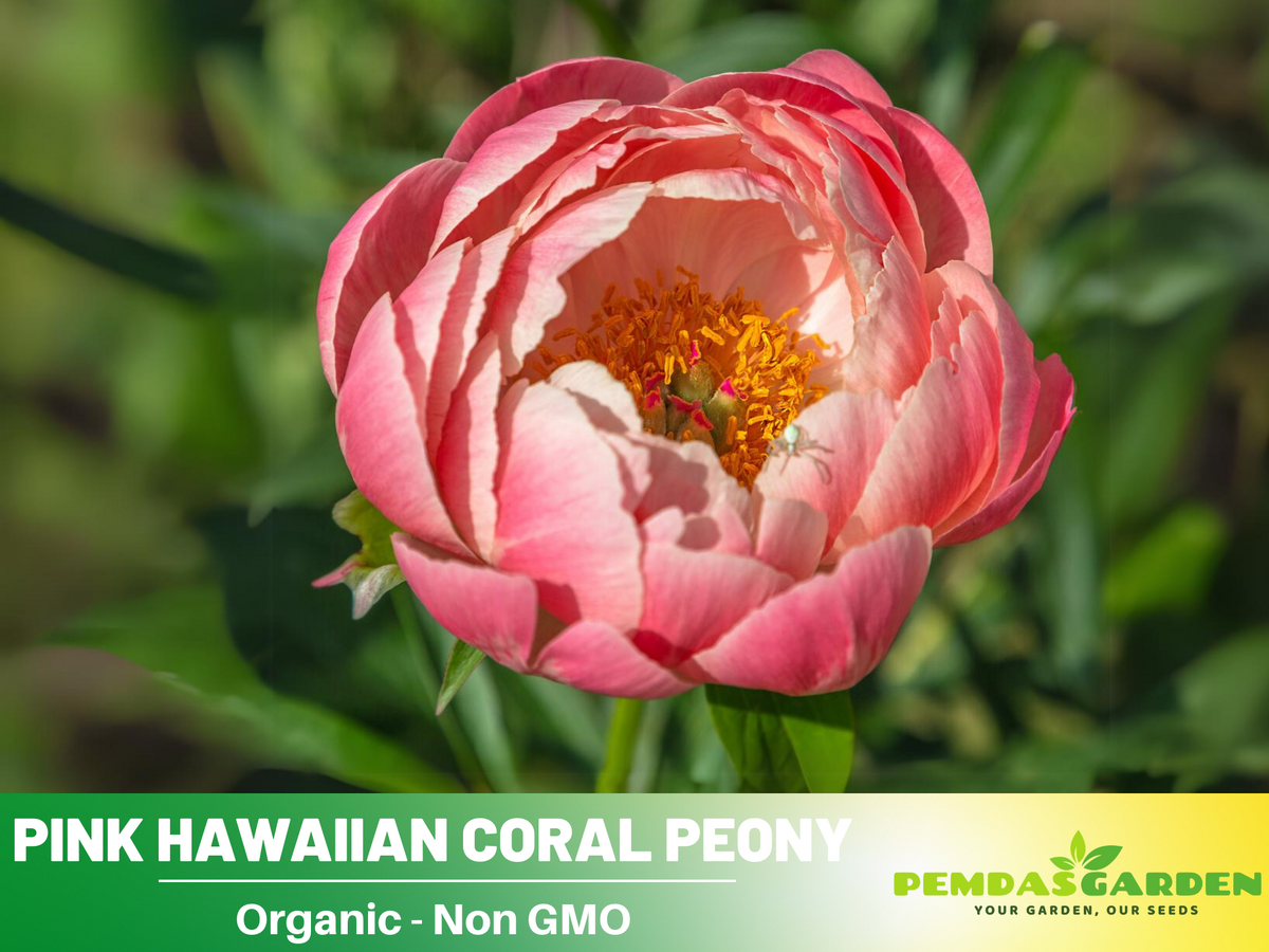 10+ Rare Seeds| Pink Hawaiian Coral Peony # B001 [BUY 3 GET 1 FREE]