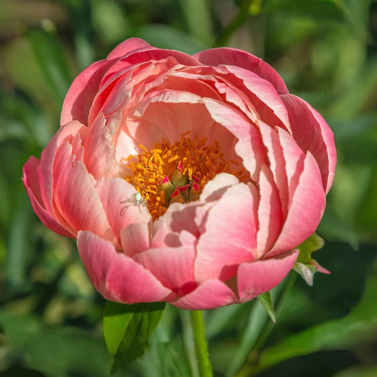 Pink Hawaiian Coral Peony Seeds - Chinese Peony, 10+ seeds