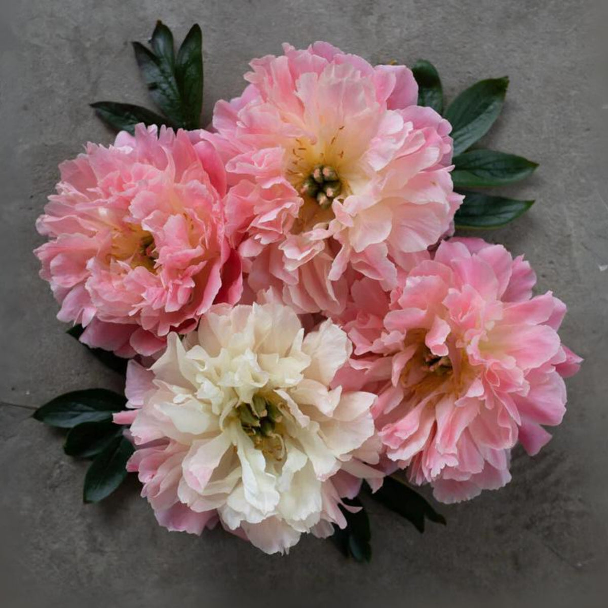 Pink Hawaiian Coral Peony Seeds - Chinese Peony, 10+ seeds
