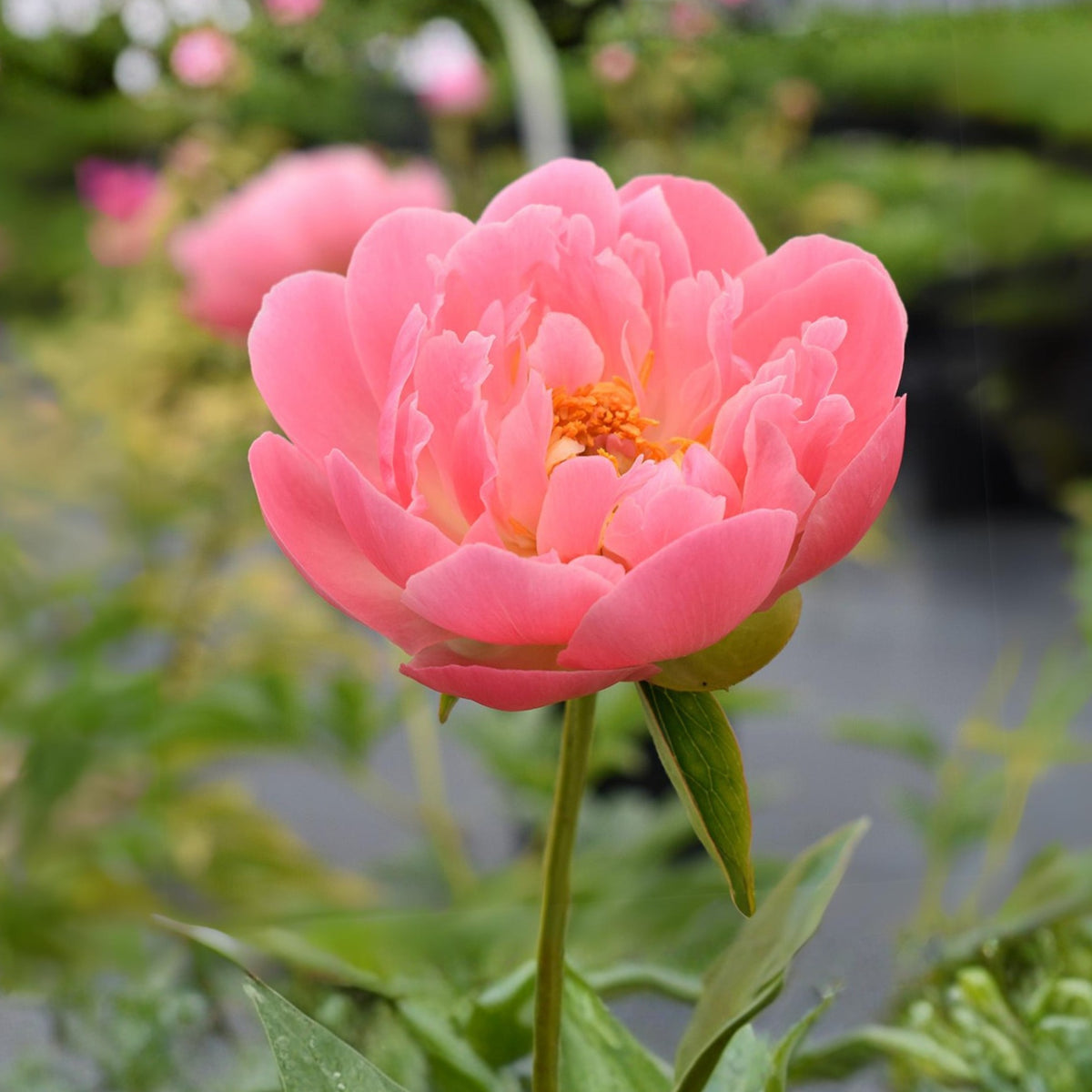 Pink Hawaiian Coral Peony Seeds - Chinese Peony, 10+ seeds