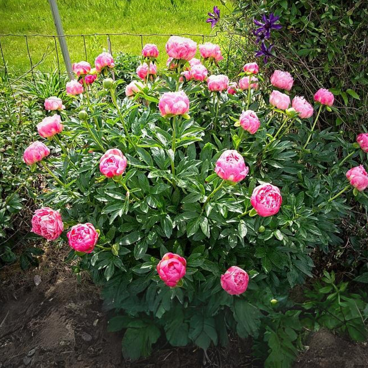 Pink Hawaiian Coral Peony Seeds - Chinese Peony, 10+ seeds